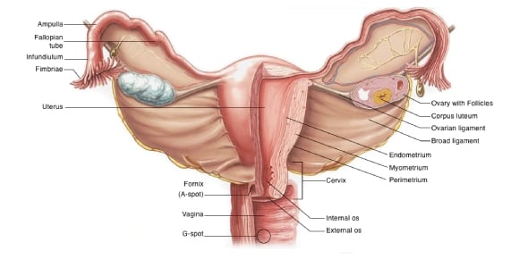 Bartholin's Glands In Female Anatomy Flashcards